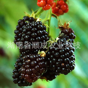 智利黑莓 智利黑樹莓