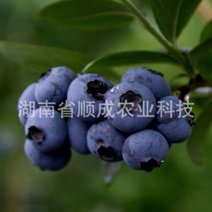 藍豐藍莓 南北均可種植